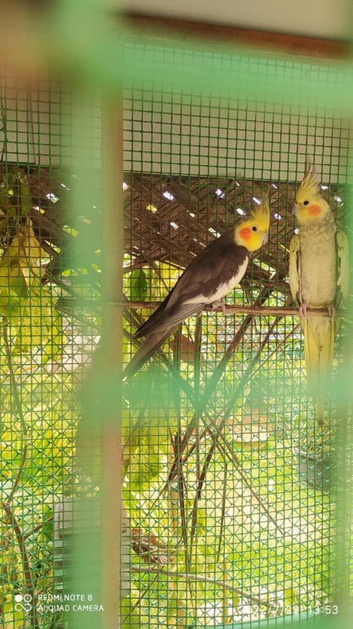 Abirami Guest House Mamallapuram Exterior foto